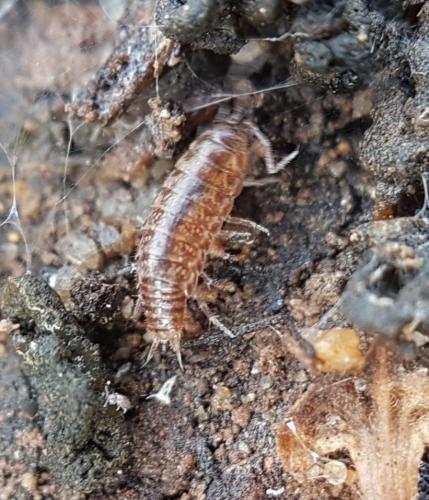 Réf. 222 912 : Chaetophiloscia sicula